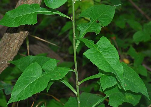 Lactuca_floridana_leaves3.jpg