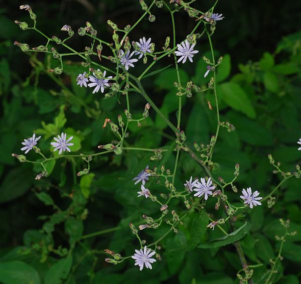 Lactuca_floridana_plant.jpg