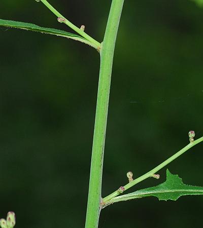 Lactuca_floridana_stem.jpg