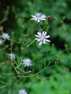 Lactuca floridana thumbnail