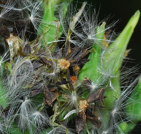 Lactuca_hirsuta_fruits.jpg