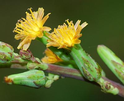 Lactuca_hirsuta_heads.jpg