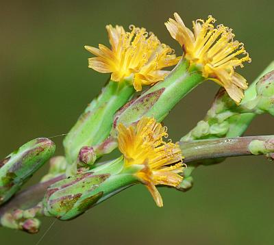 Lactuca_hirsuta_heads2.jpg