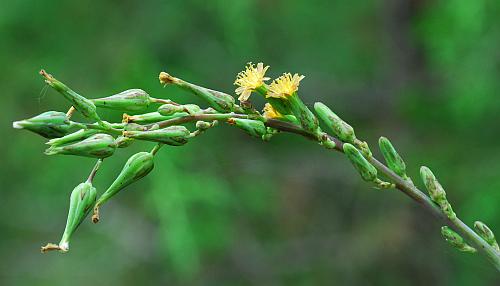 Lactuca_hirsuta_inflorescence.jpg