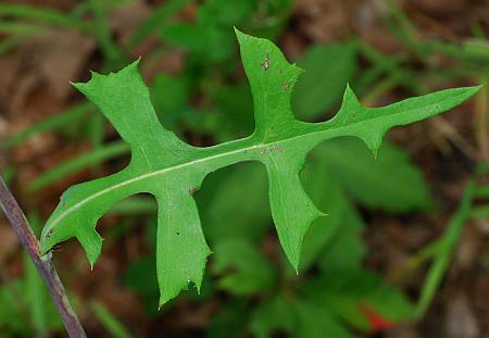 Lactuca_hirsuta_leaf1.jpg