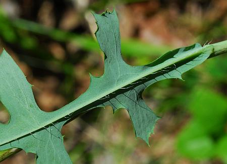 Lactuca_hirsuta_leaf2.jpg