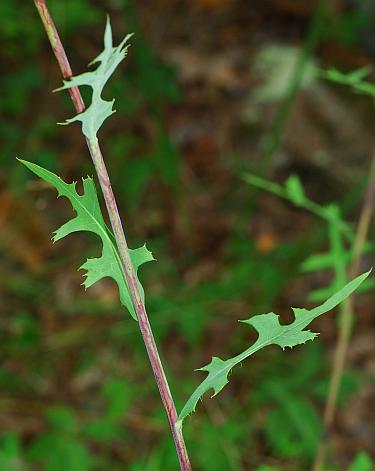 Lactuca_hirsuta_leaves.jpg