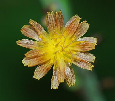 Lactuca_hirsuta_ligules.jpg