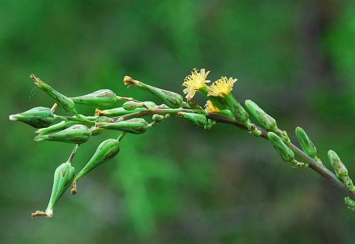 Lactuca_hirsuta_plant.jpg