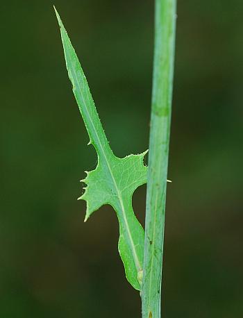 Lactuca_hirsuta_stem.jpg