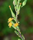 Lactuca hirsuta thumbnail