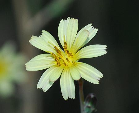 Lactuca_saligna_flower.jpg