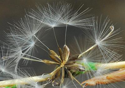 Lactuca_saligna_fruits.jpg