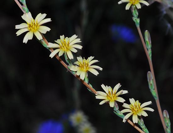 Lactuca_saligna_inflorescence.jpg