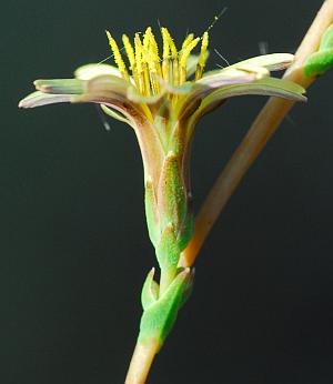 Lactuca_saligna_involucre.jpg