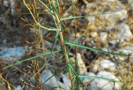 Lactuca_saligna_leaves.jpg