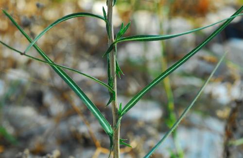 Lactuca_saligna_leaves2.jpg