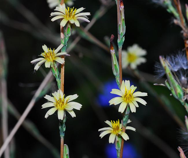 Lactuca_saligna_plant.jpg