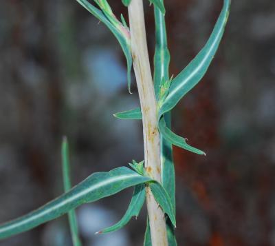 Lactuca_saligna_stem.jpg