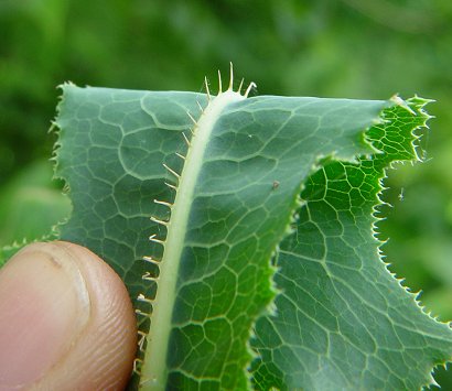 Lactuca_serriola_abaxial.jpg