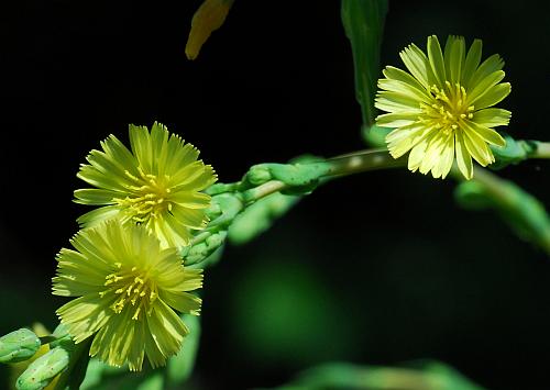 Lactuca_serriola_flowers2.jpg