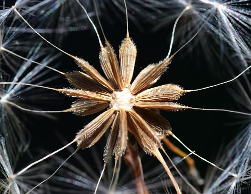 Lactuca_serriola_fruits2.jpg