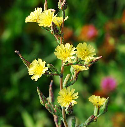 Lactuca_serriola_inflorescence.jpg