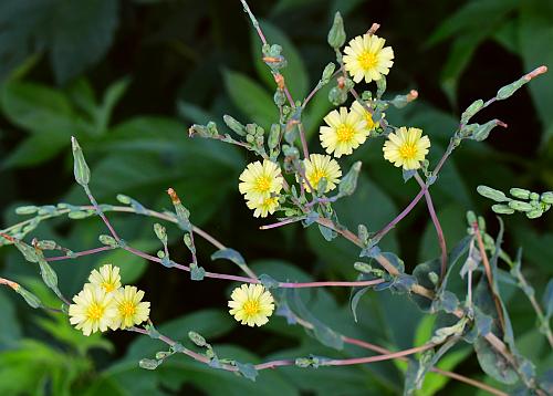 Lactuca_serriola_inflorescence2.jpg