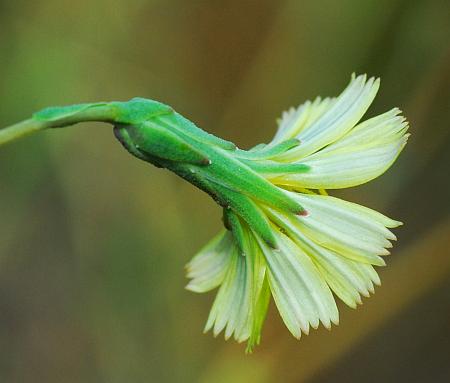 Lactuca_serriola_involucre.jpg