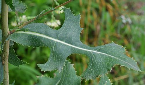 Lactuca_serriola_leaf1.jpg