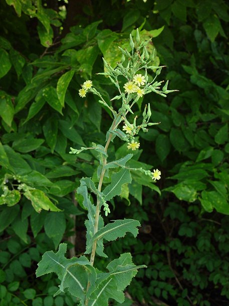 Lactuca_serriola_plant.jpg