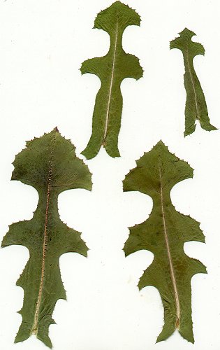 Lactuca_serriola_preesed_leaves.jpg