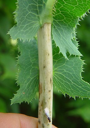 Lactuca_serriola_stem.jpg