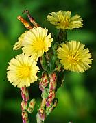 Lactuca serriola thumbnail