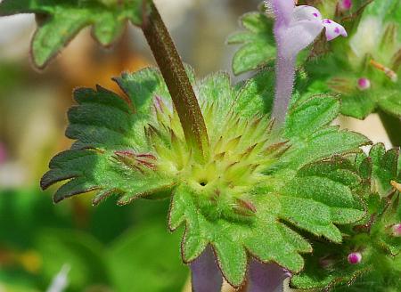 Lamium_amplexicaule_calyces.jpg