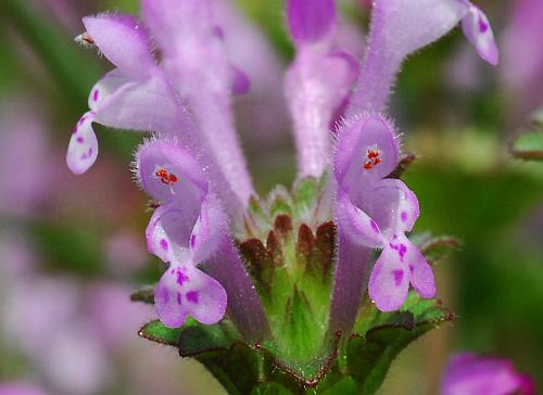 Lamium_amplexicaule_flowers.jpg