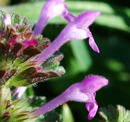 Lamium_amplexicaule_flowers2.jpg