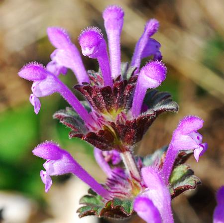 Lamium_amplexicaule_inflorescence2.jpg