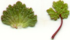 Lamium_amplexicaule_leaves.jpg