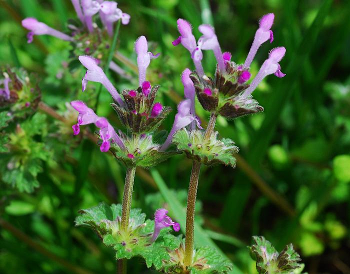 Lamium_amplexicaule_plant2.jpg