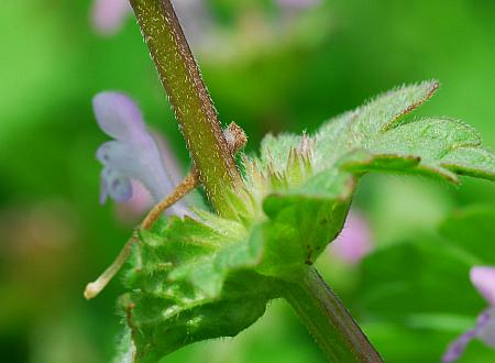 Lamium_amplexicaule_stem.jpg