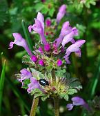 Lamium amplexicaule thumbnail