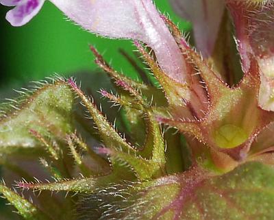 Lamium_purpureum_calyces.jpg