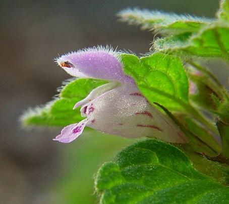 Lamium_purpureum_flower3.jpg