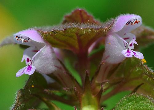 Lamium_purpureum_flowers2.jpg