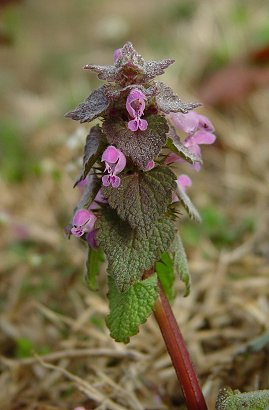 Lamium_purpureum_inflorescence.jpg