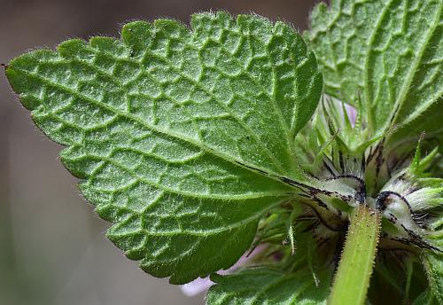 Lamium_purpureum_leaf2.jpg