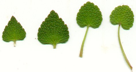 Lamium_purpureum_leaves.jpg