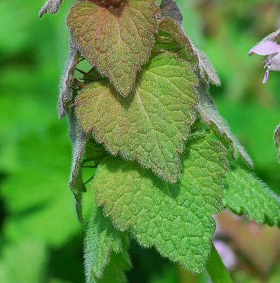 Lamium_purpureum_leaves1.jpg