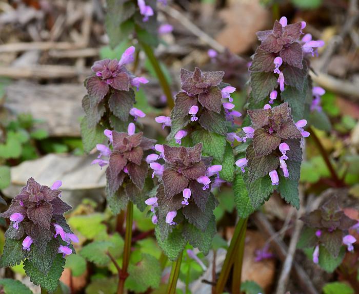 Lamium_purpureum_plant.jpg